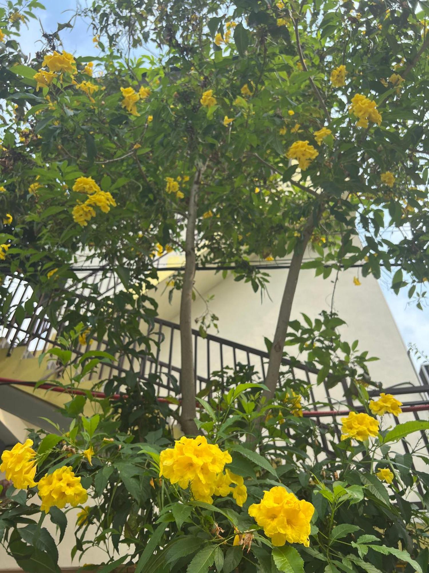 Hakuna Matata Homestay Mai Châu Ngoại thất bức ảnh